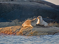 salar